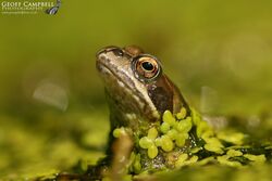 Common Frog (Rana temporaria)