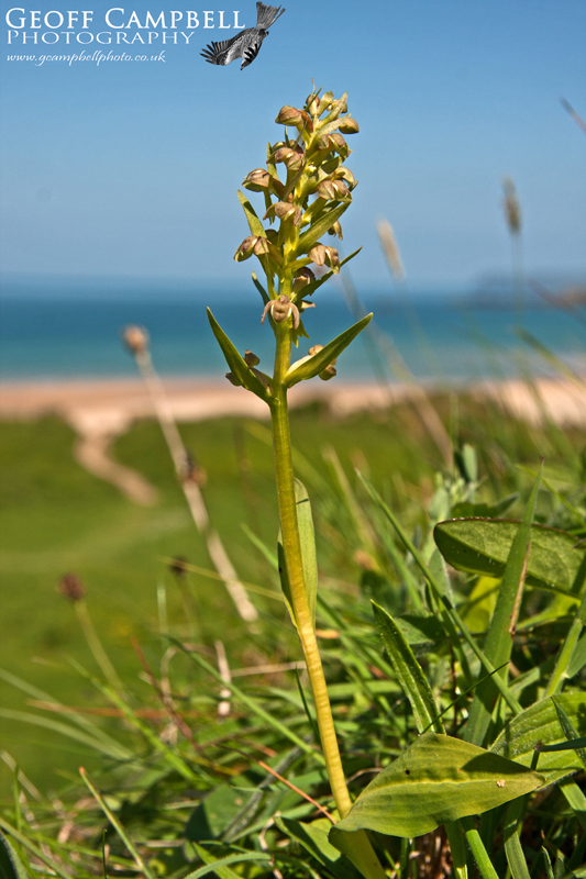 Frog Orchid