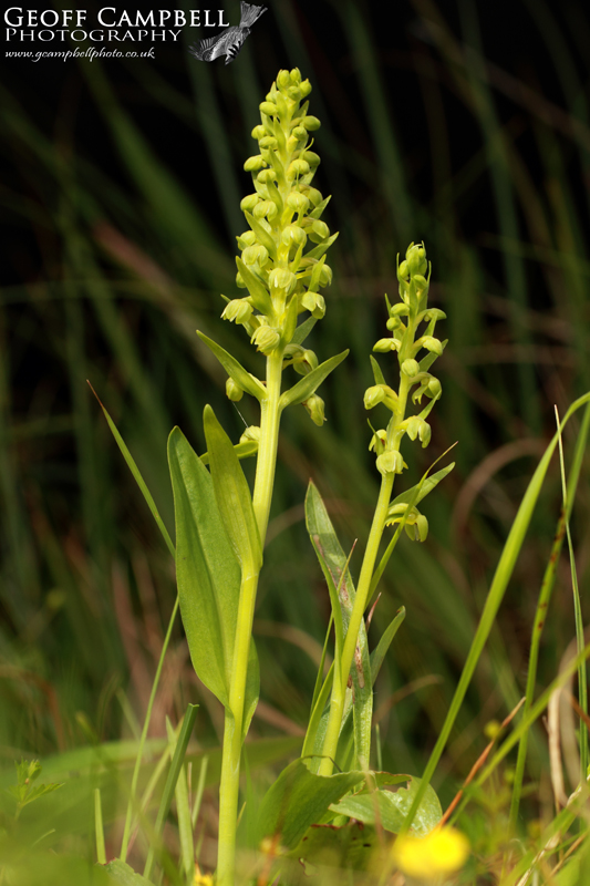 Frog Orchid