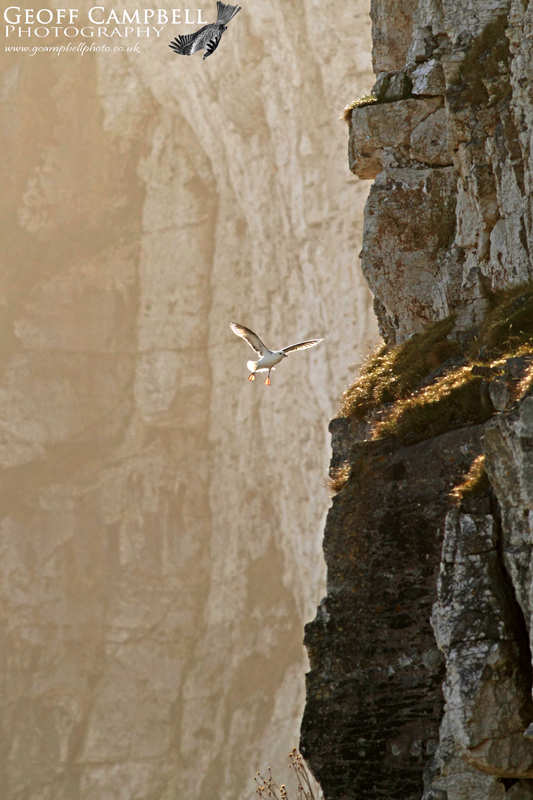 Fulmar on the North Antrim Cliffs