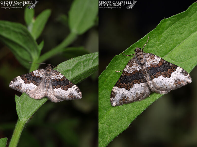 Galium Carpet (Epirrhoe galiata)