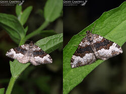 Galium Carpet (Epirrhoe galiata)