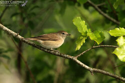 Garden Warbler (Sylvia borin)