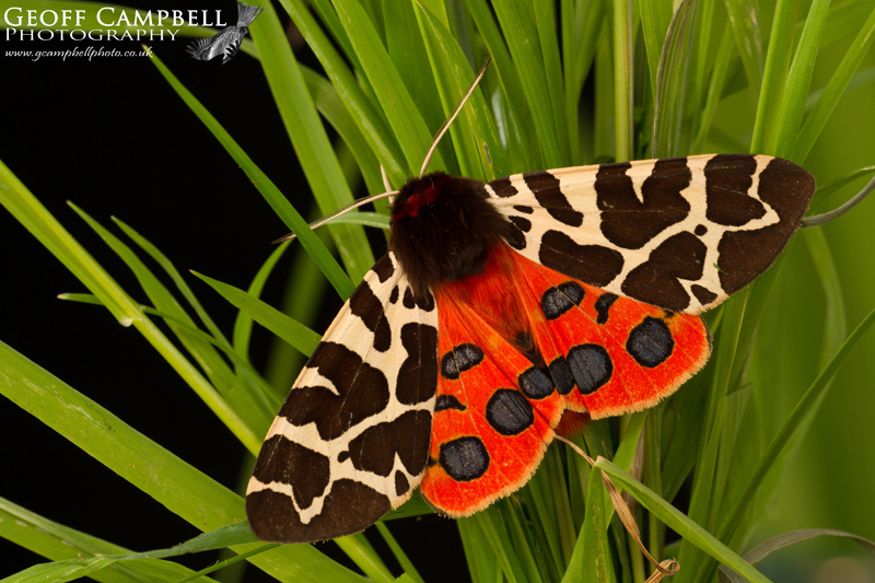 Garden Tiger
