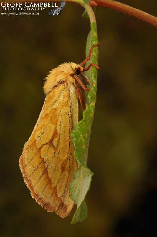 Ghost Moth - Female