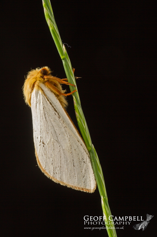 Ghost Moth - Male