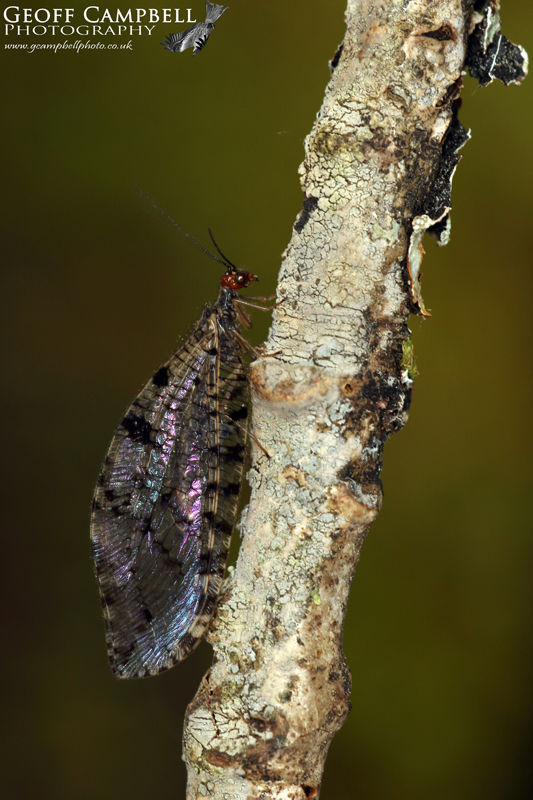 Giant Lacewing (Osmylus fulvicephalus)