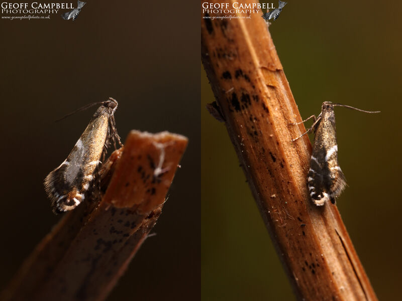 19.006 Glyphipterix forsteralla (Woodland Sedge-moth)