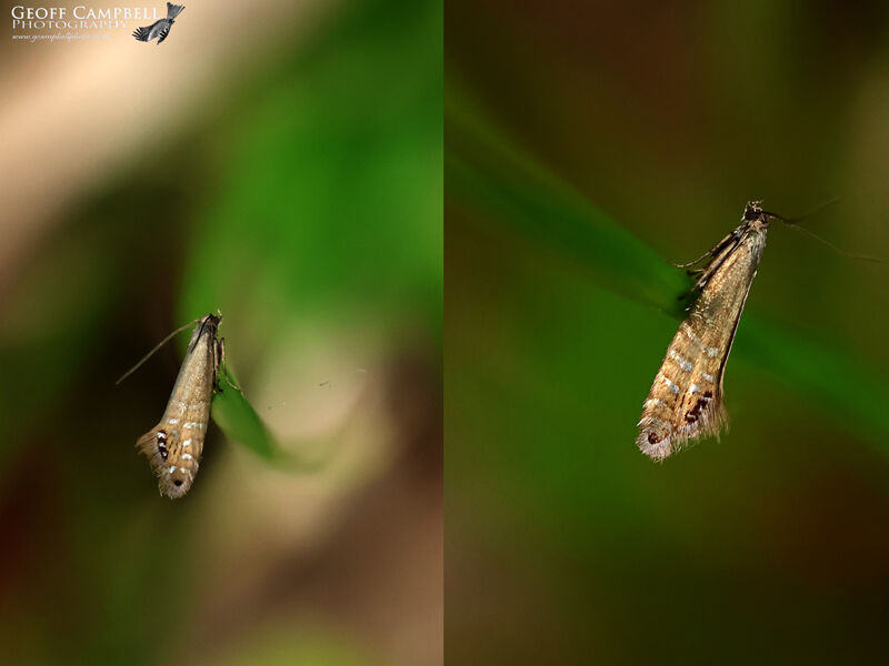 19.002 Glyphipterix thrasonella - Eyed Rush Moth