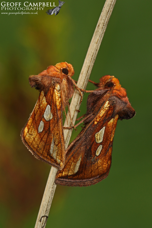 Gold Spot
