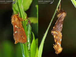 Gold Swift (Phymatopus hecta)