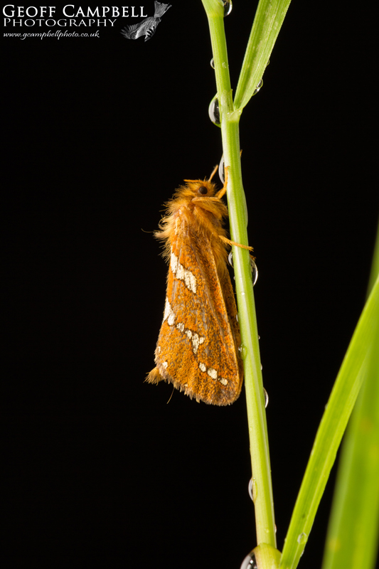 Gold Swift