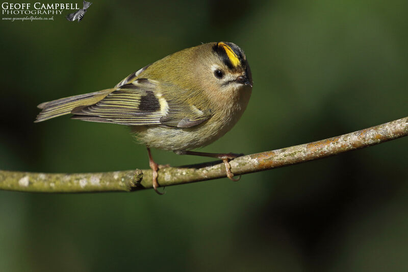 Goldcrest (Regulus regulus)