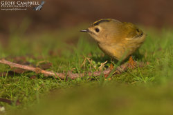 Goldcrest