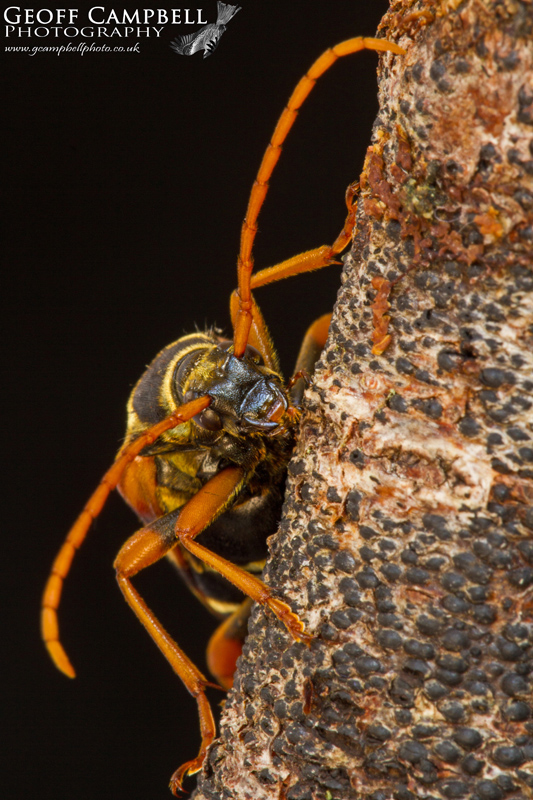 Golden Haired Longhorned Beetle