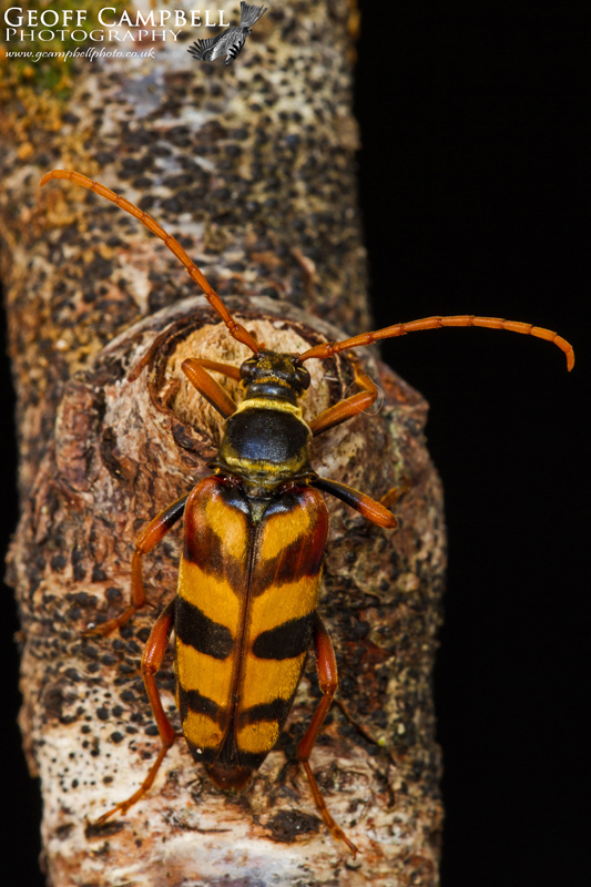 Golden Haired Longhorned Beetle