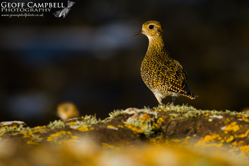 Golden Plover
