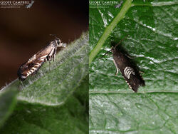 49.347 Grapholita compositella - Meadow Tortrix