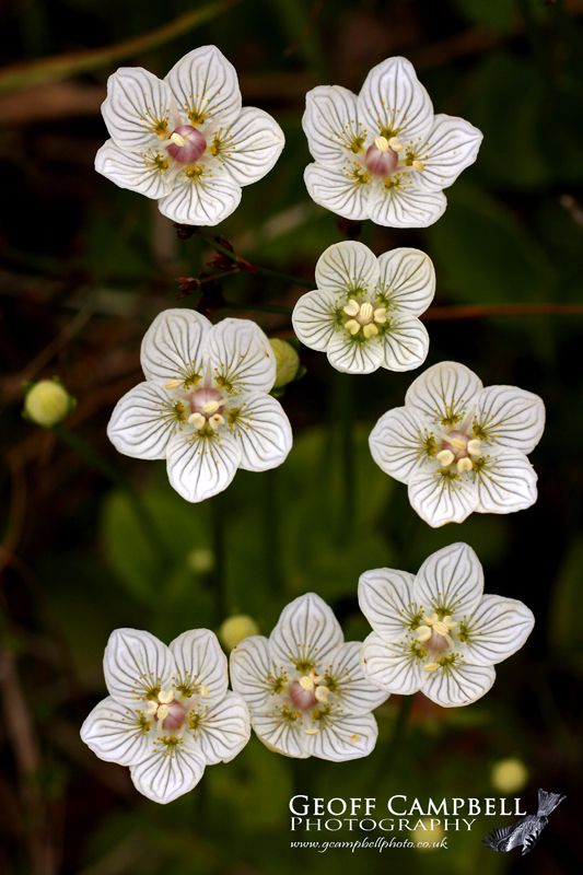 Grass-of-Parnassus