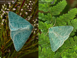 Grass Emerald (Pseudoterpna pruinata)