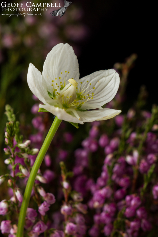 Grass of Parnasus