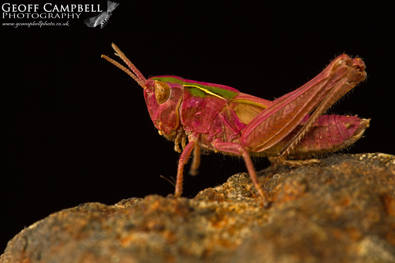 Grasshopper