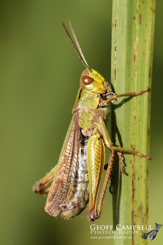 Grasshopper