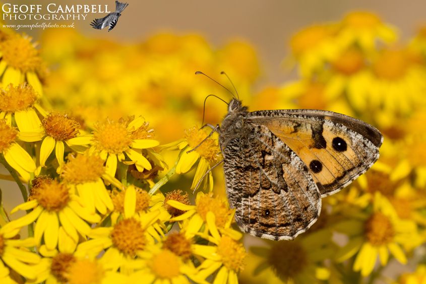 Grayling on Ragwort