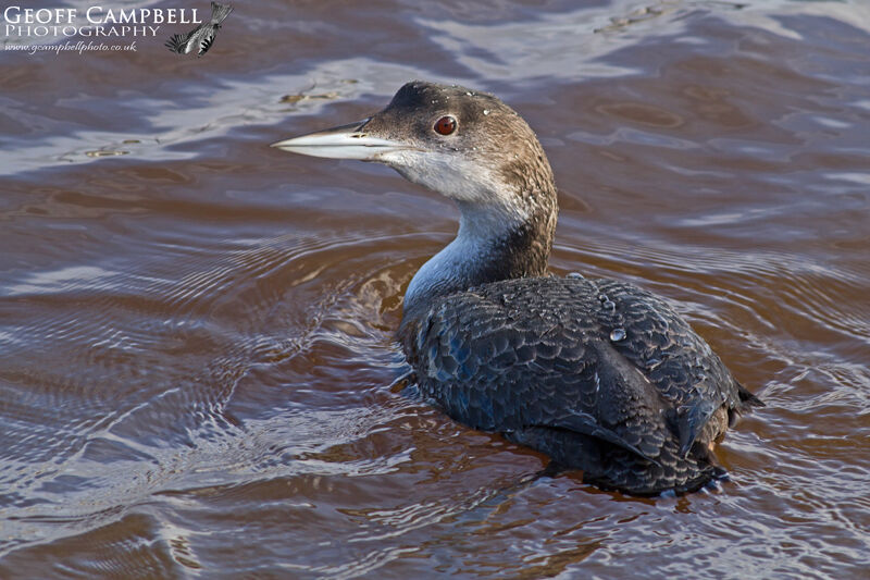 Great Northern Diver (Gavia immer)
