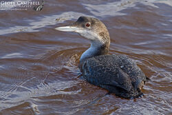 Great Northern Diver (Gavia immer)