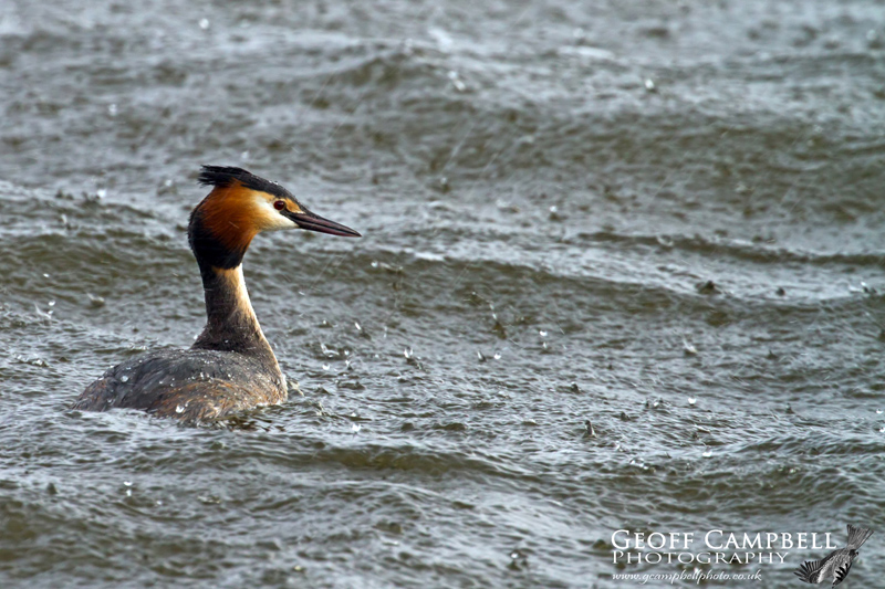Great Crested Grebe in the Rain