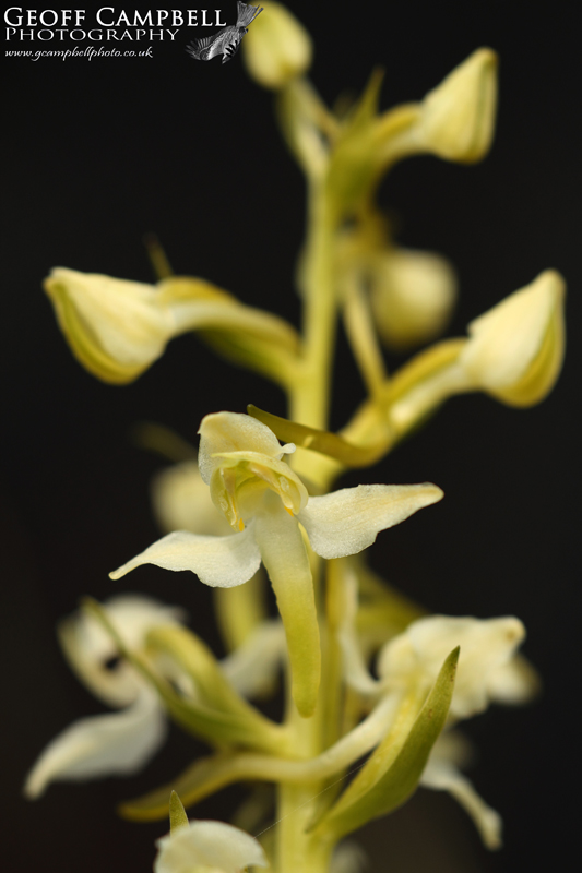 Greater Butterfly Orchid