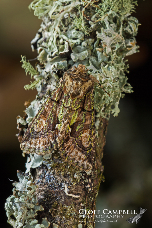 Green Bindled Cresent