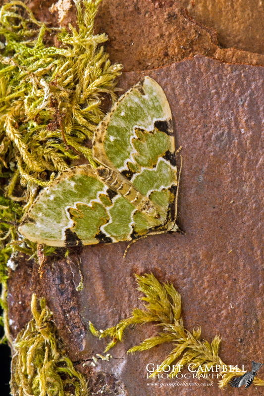 Green Carpet