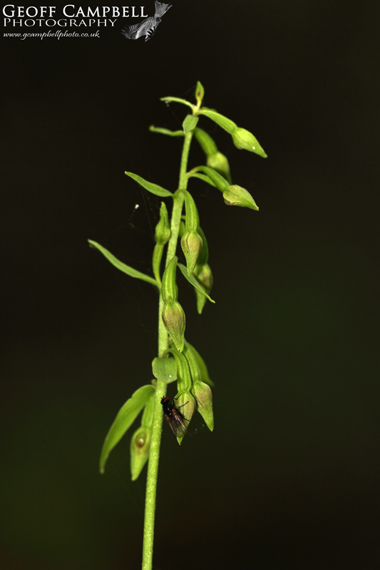 Green Flowered Helleborine