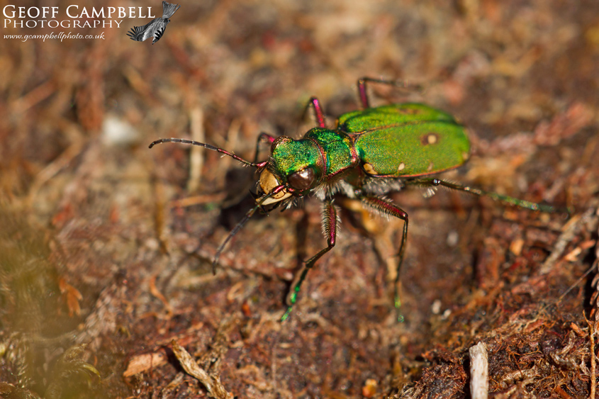 Green Tiger Beetle