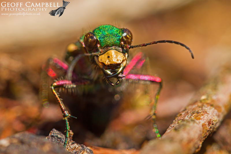 Green Tiger Beetle0