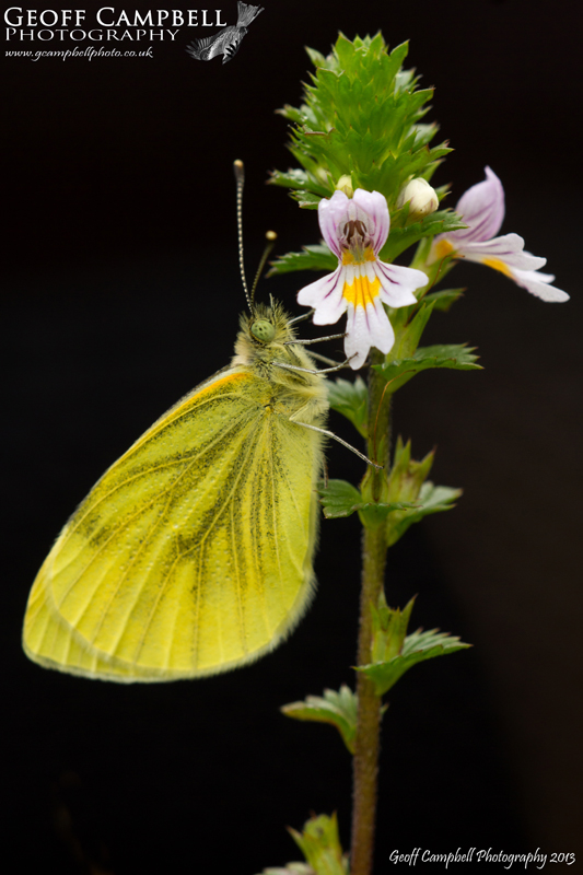 Green Veined White