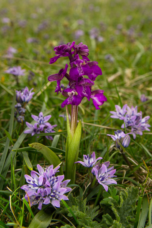 Green Winged Orchid
