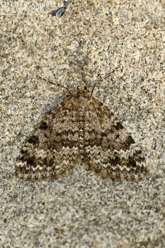 Grey Mountain Carpet
