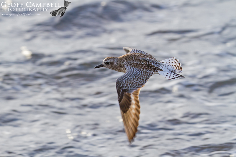 Grey Plover in Flight