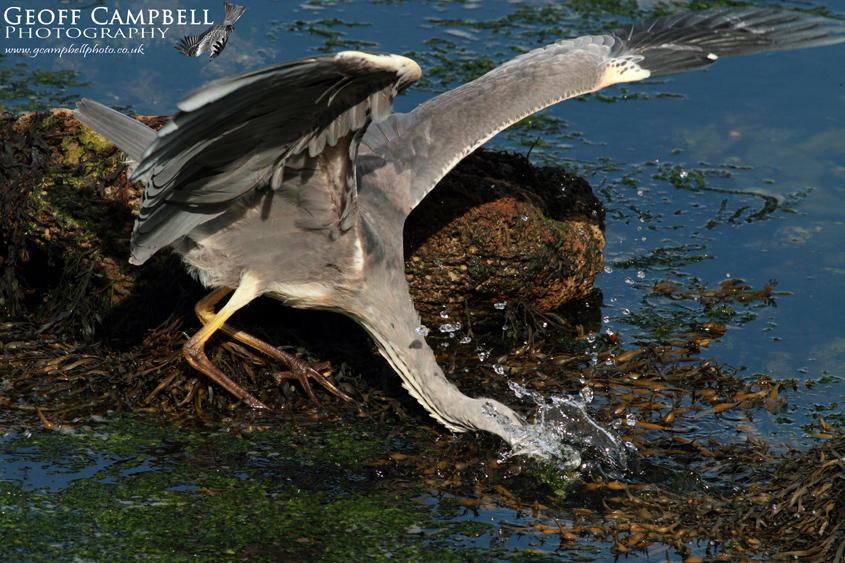 Grey Heron - The Strike