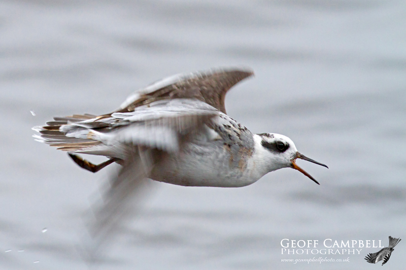 Grey Phalarope