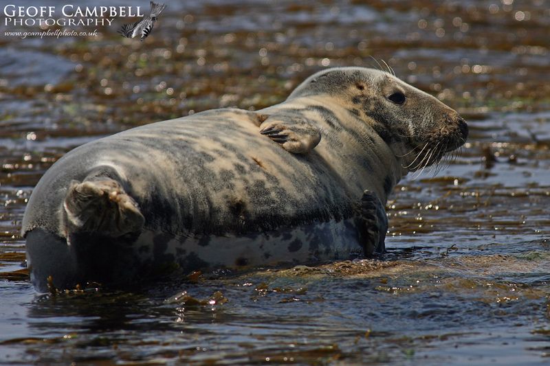 Grey Seal