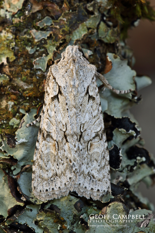 Grey Shoulder-knot