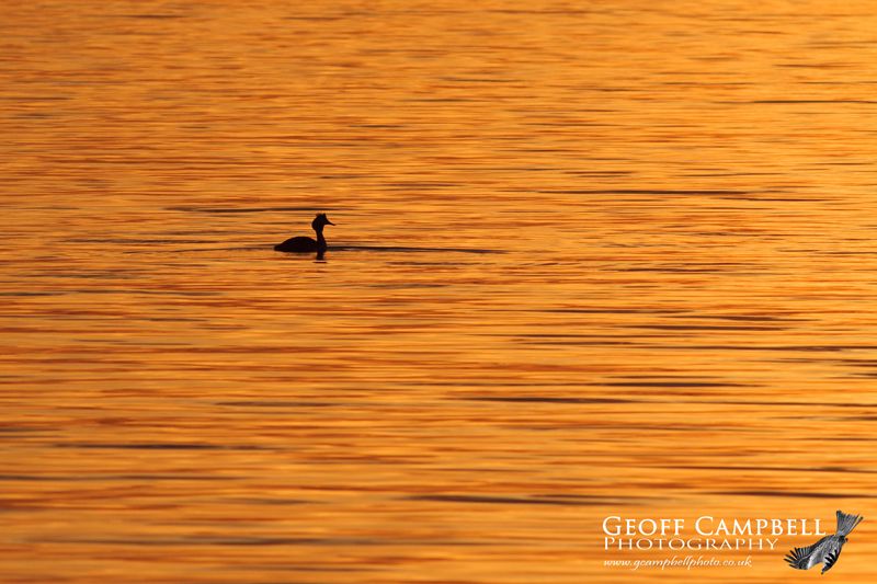 Great Crested Grebe at Sunset