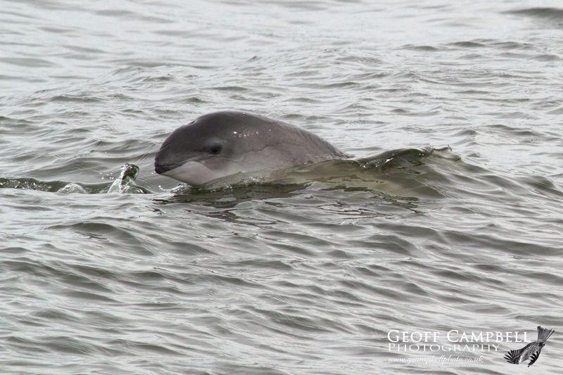 Harbour Porpoise