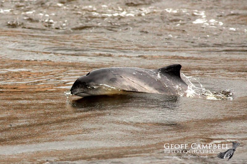 Harbour Porpoise