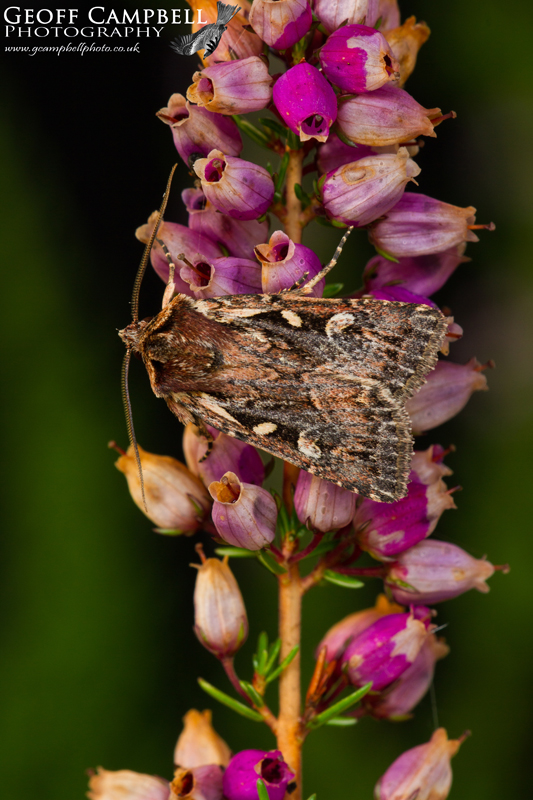 Heath Rustic