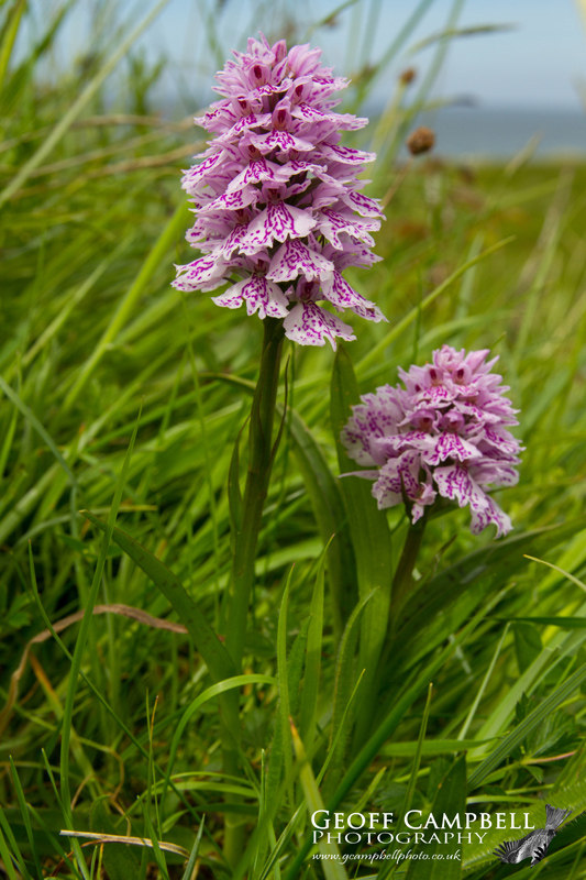 Heath Spotted Orchid